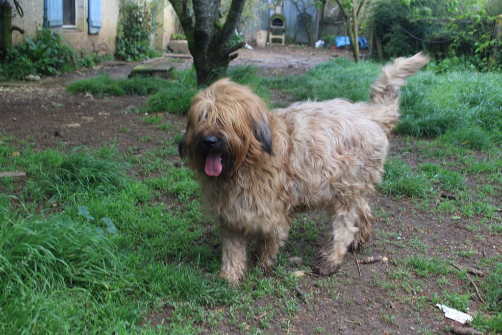 Tessie des champs du puy