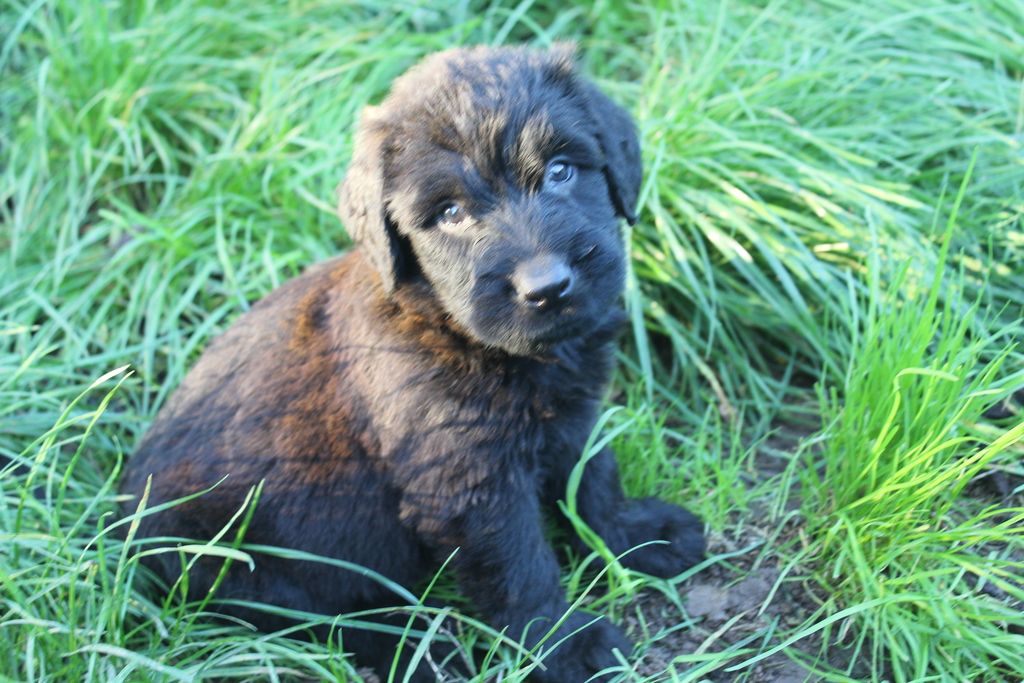 des champs du puy - Chiot disponible  - Berger de Brie