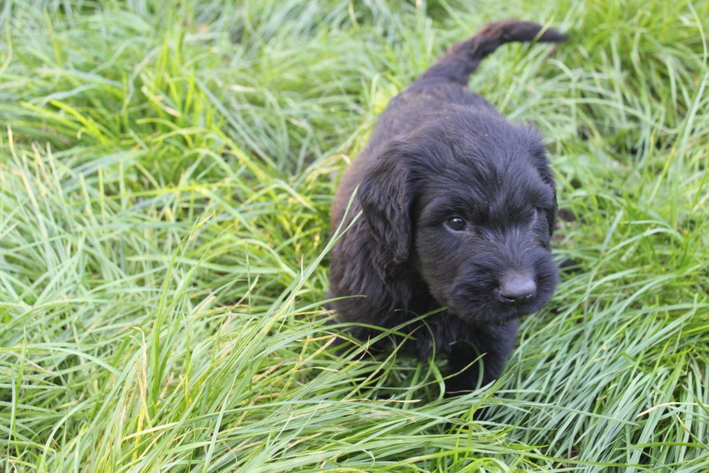 des champs du puy - Chiot disponible  - Berger de Brie