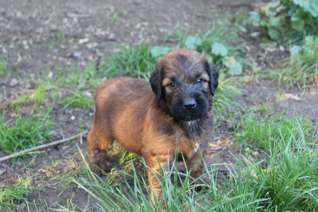 des champs du puy - Chiot disponible  - Berger de Brie