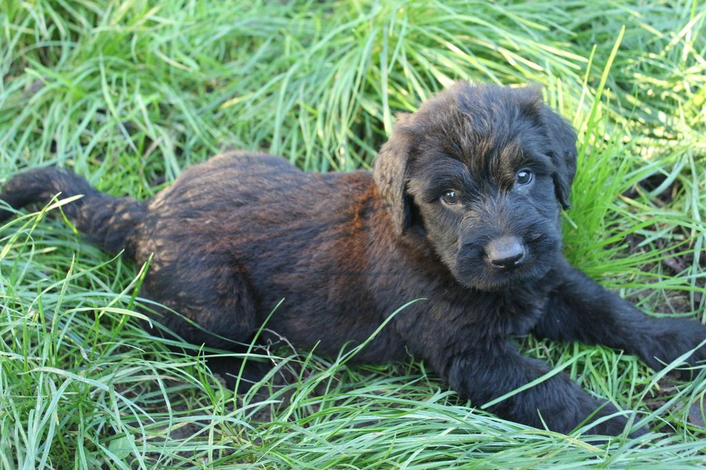 des champs du puy - Chiot disponible  - Berger de Brie