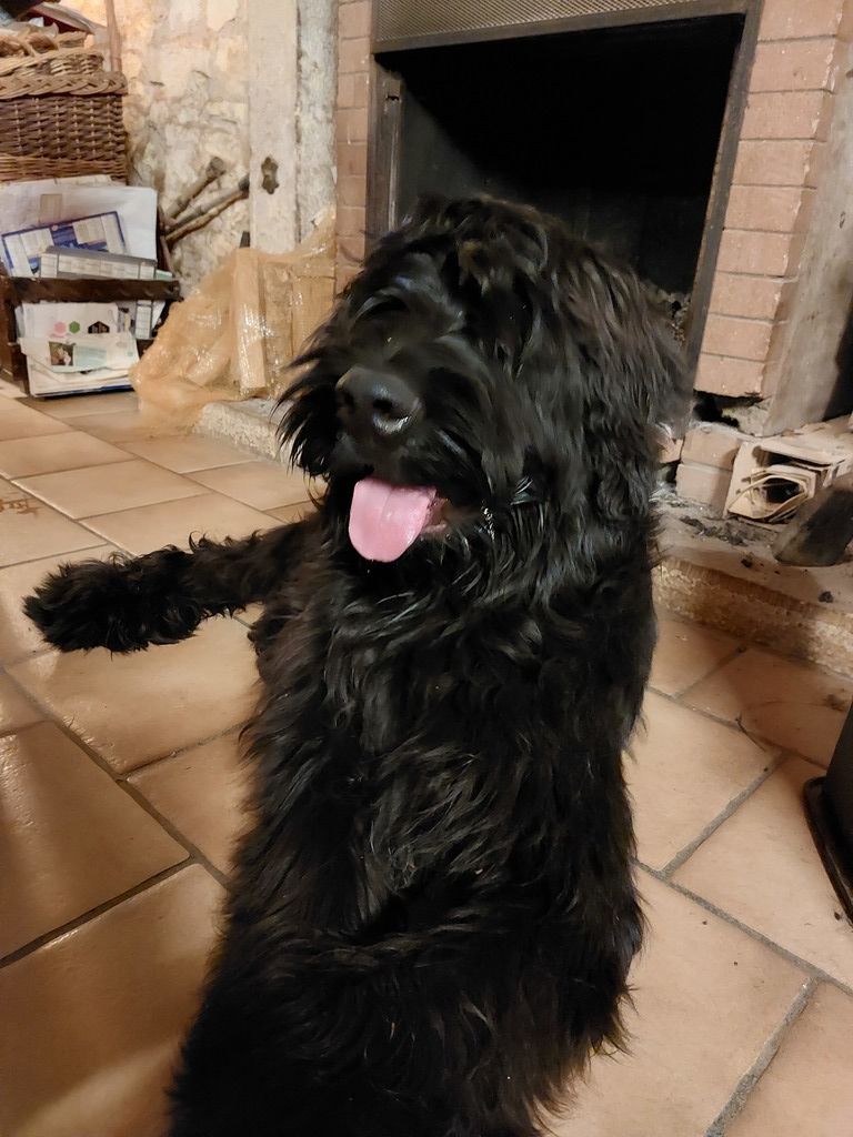 Sirius black des champs du puy