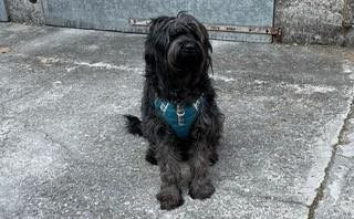 Tiffany cherche une nouvelle famille