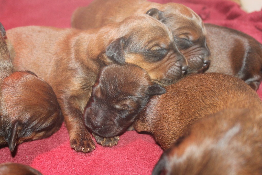 De nouveaux bébés fauves !