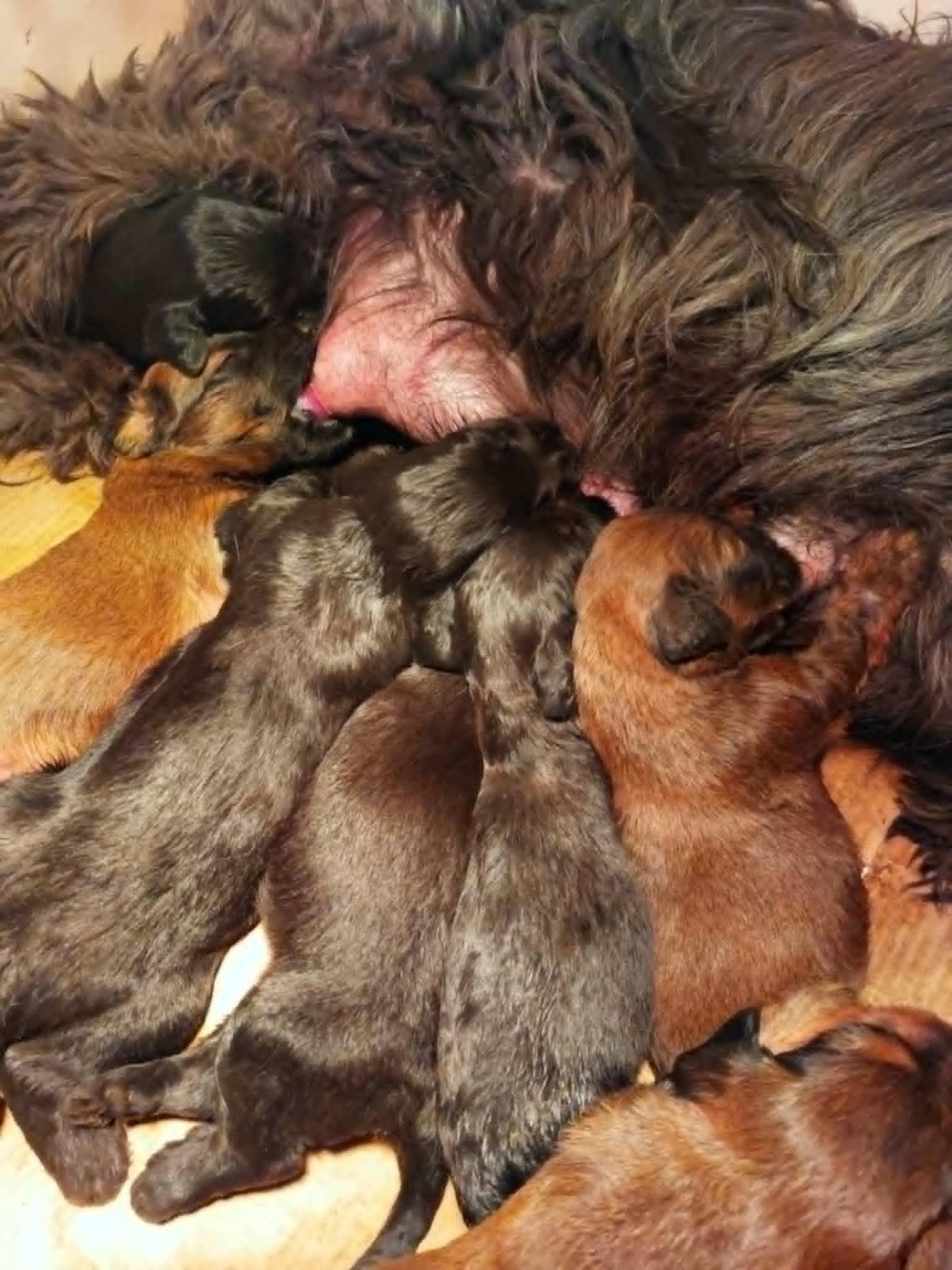 Chiot Berger de Brie des champs du puy