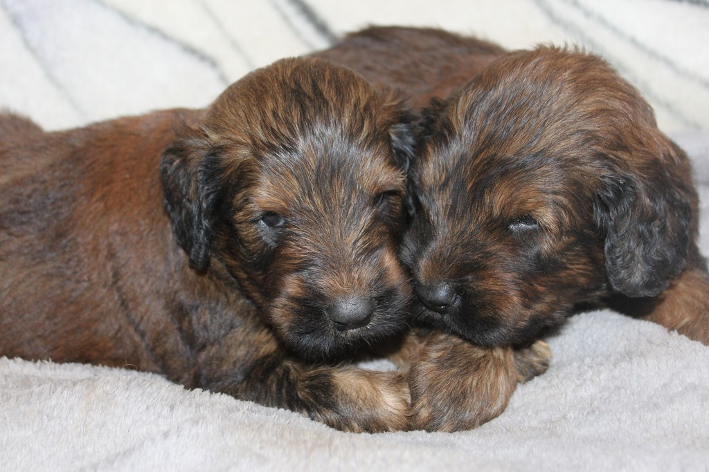des champs du puy - Berger de Brie - Portée née le 09/10/2025