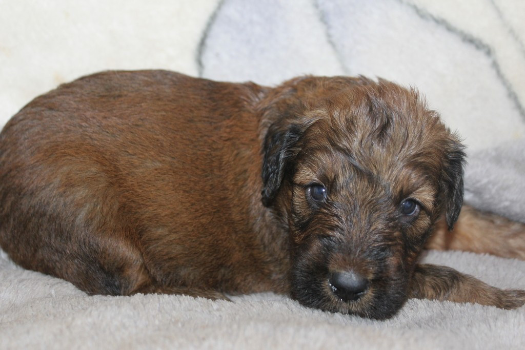 des champs du puy - Chiots disponibles - Berger de Brie