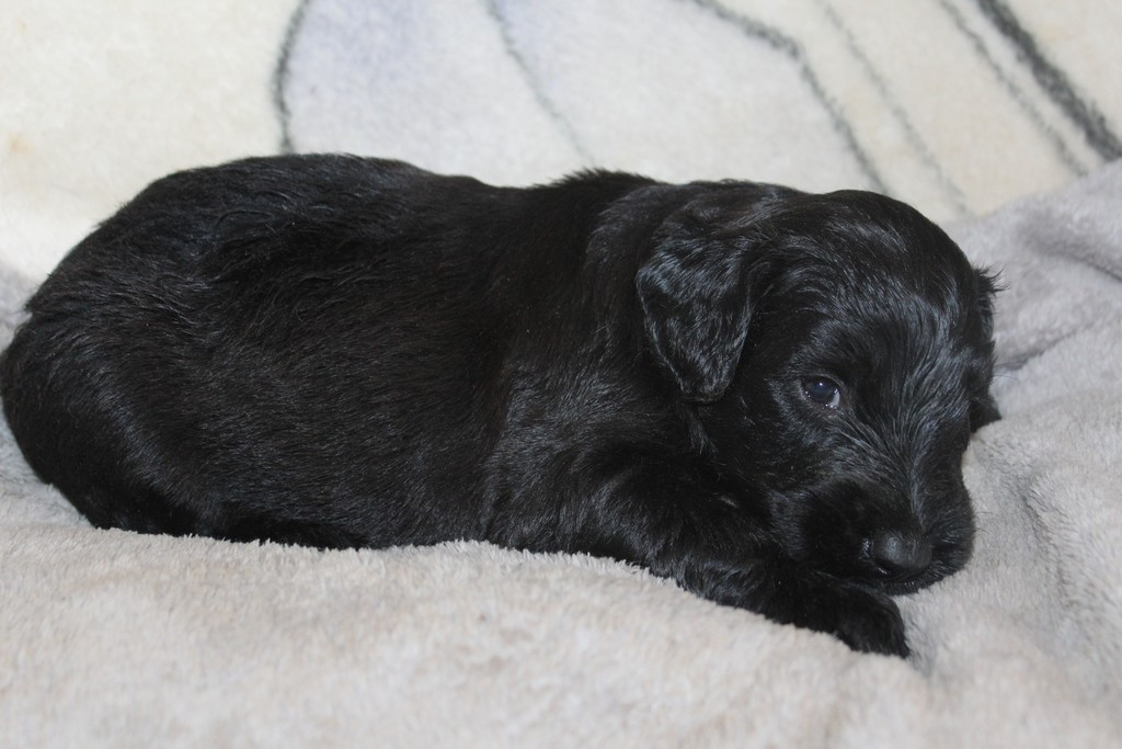 des champs du puy - Chiots disponibles - Berger de Brie