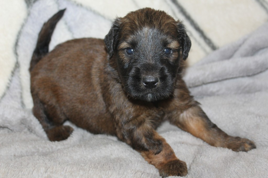 des champs du puy - Chiots disponibles - Berger de Brie