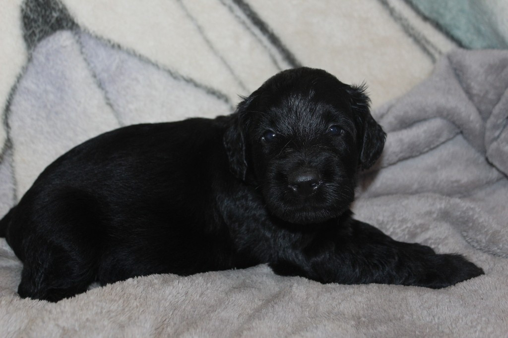 des champs du puy - Chiots disponibles - Berger de Brie