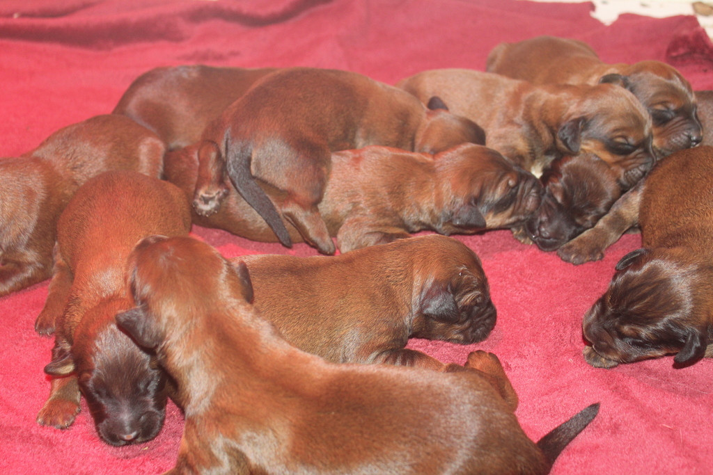 Chiot Berger de Brie des champs du puy