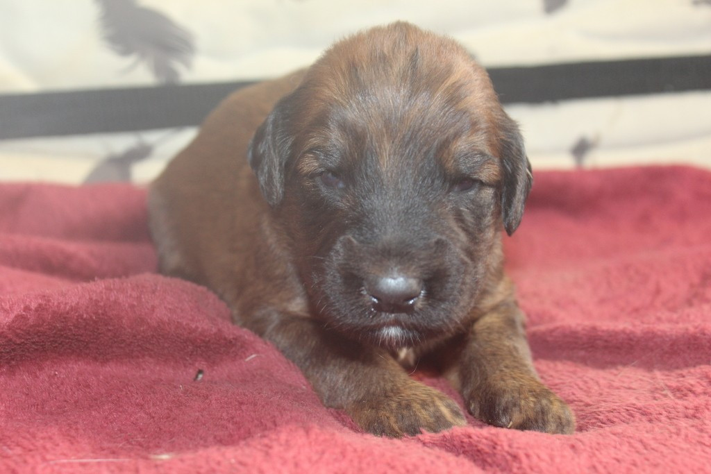 des champs du puy - Chiots disponibles - Berger de Brie