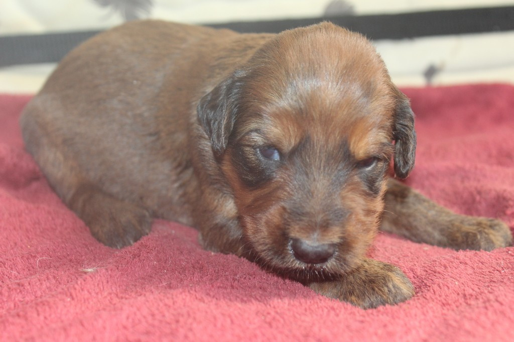 des champs du puy - Chiots disponibles - Berger de Brie