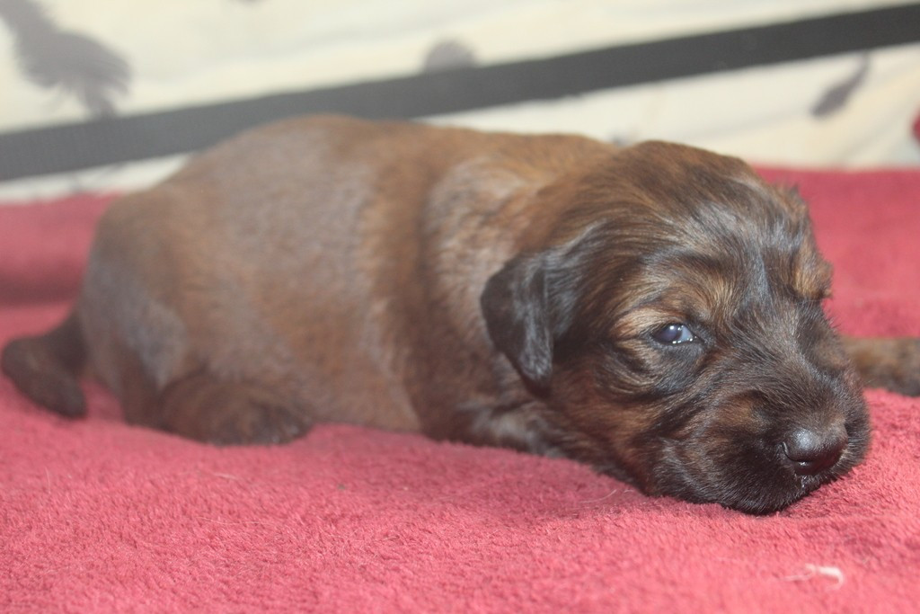 des champs du puy - Chiots disponibles - Berger de Brie