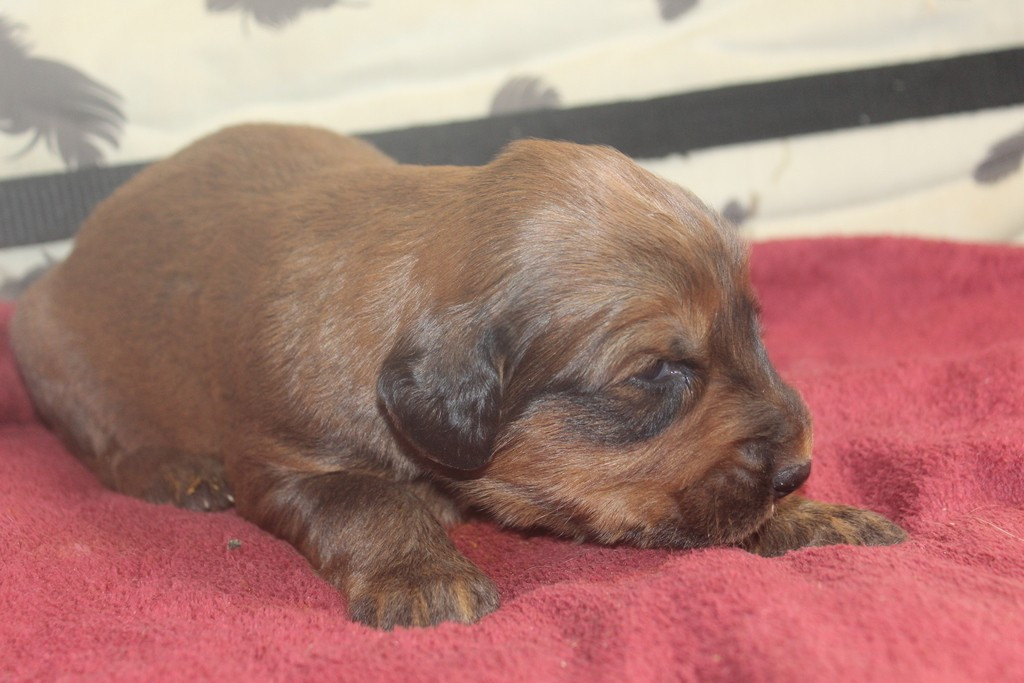 des champs du puy - Chiots disponibles - Berger de Brie