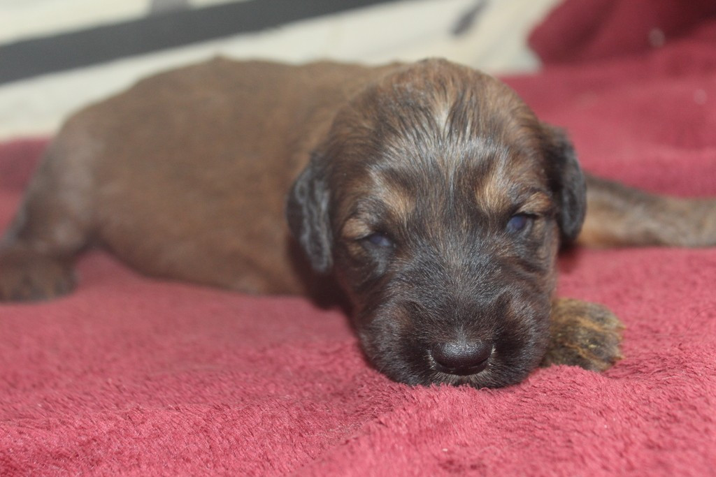 des champs du puy - Chiots disponibles - Berger de Brie