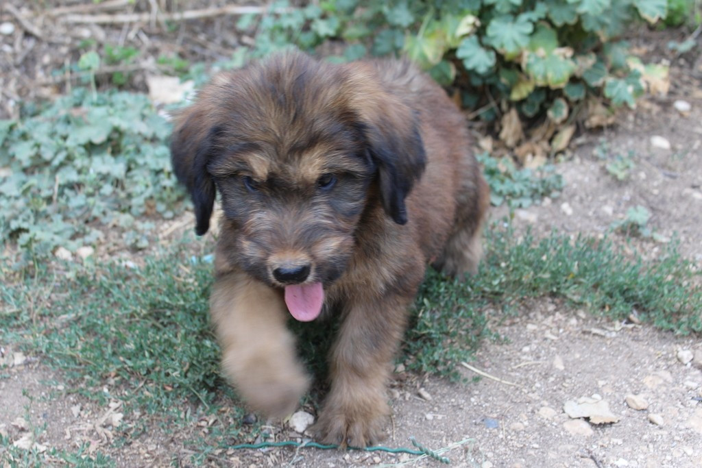 des champs du puy - Chiots disponibles - Berger de Brie