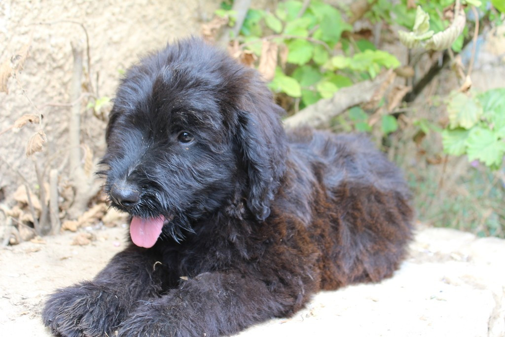 des champs du puy - Chiots disponibles - Berger de Brie