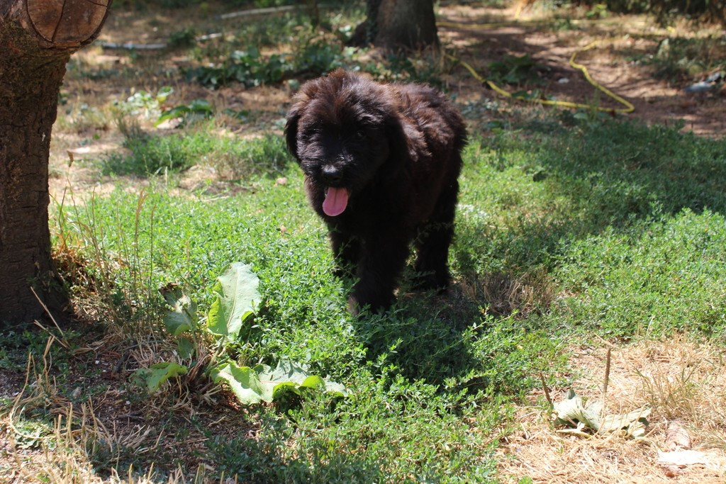 des champs du puy - Chiots disponibles - Berger de Brie