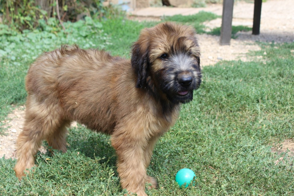 des champs du puy - Chiots disponibles - Berger de Brie