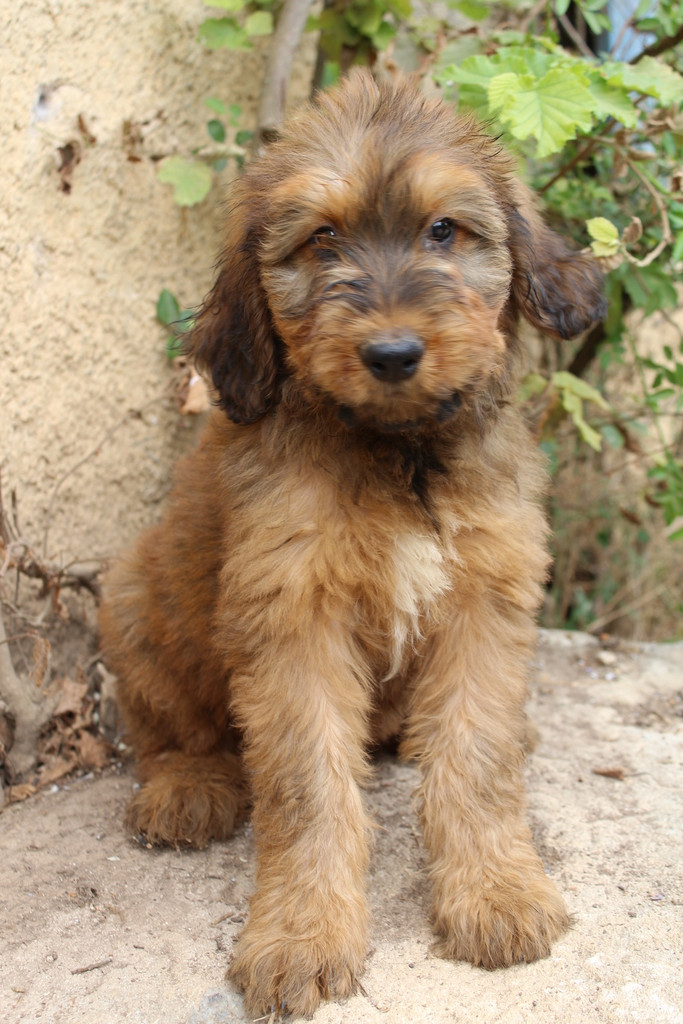 des champs du puy - Chiots disponibles - Berger de Brie
