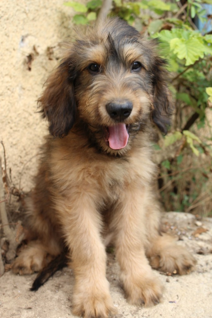 des champs du puy - Chiots disponibles - Berger de Brie