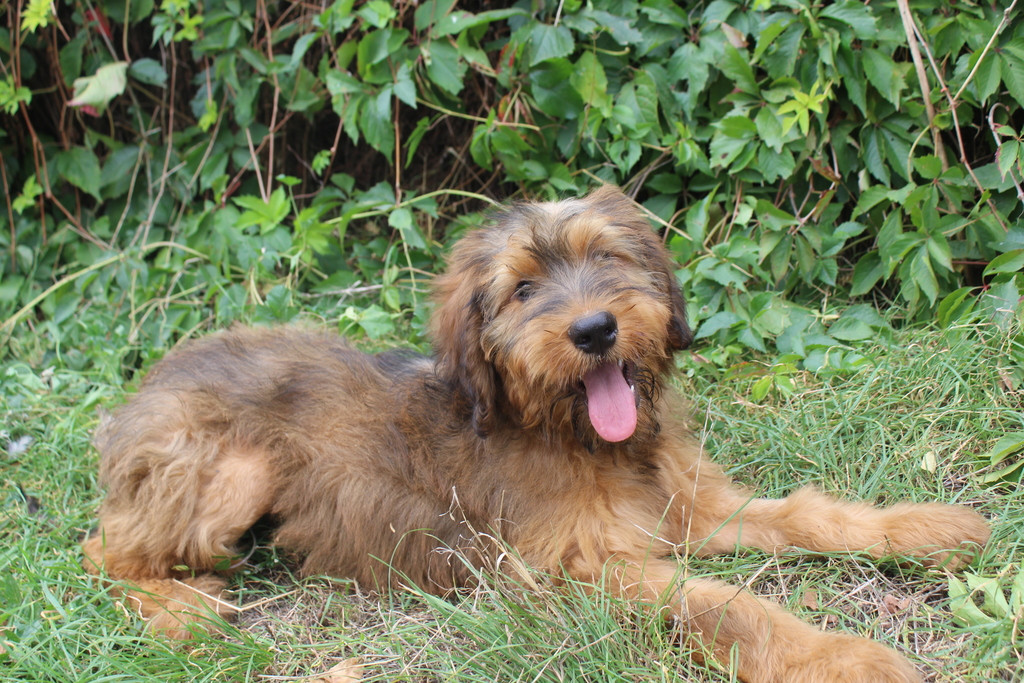 des champs du puy - Chiots disponibles - Berger de Brie