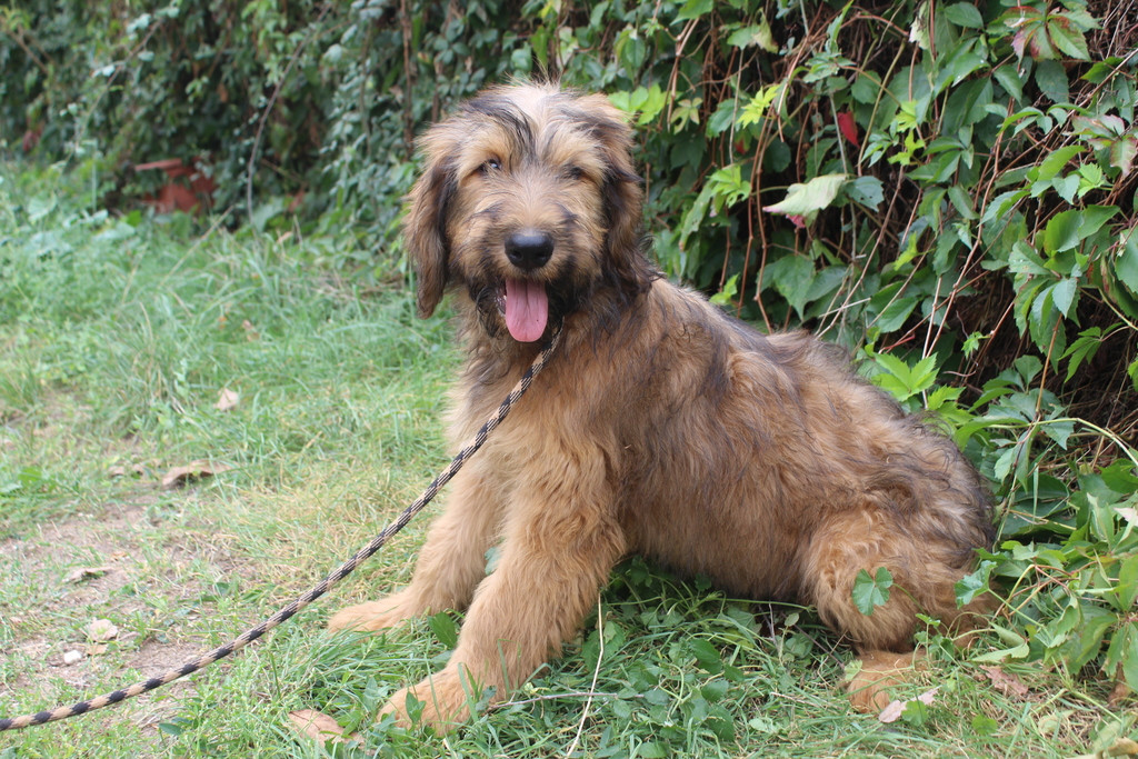 des champs du puy - Chiots disponibles - Berger de Brie