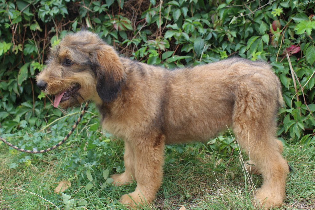 des champs du puy - Chiots disponibles - Berger de Brie