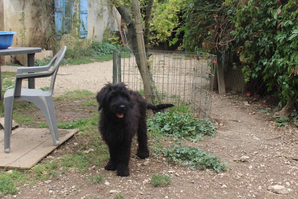 des champs du puy - Chiots disponibles - Berger de Brie