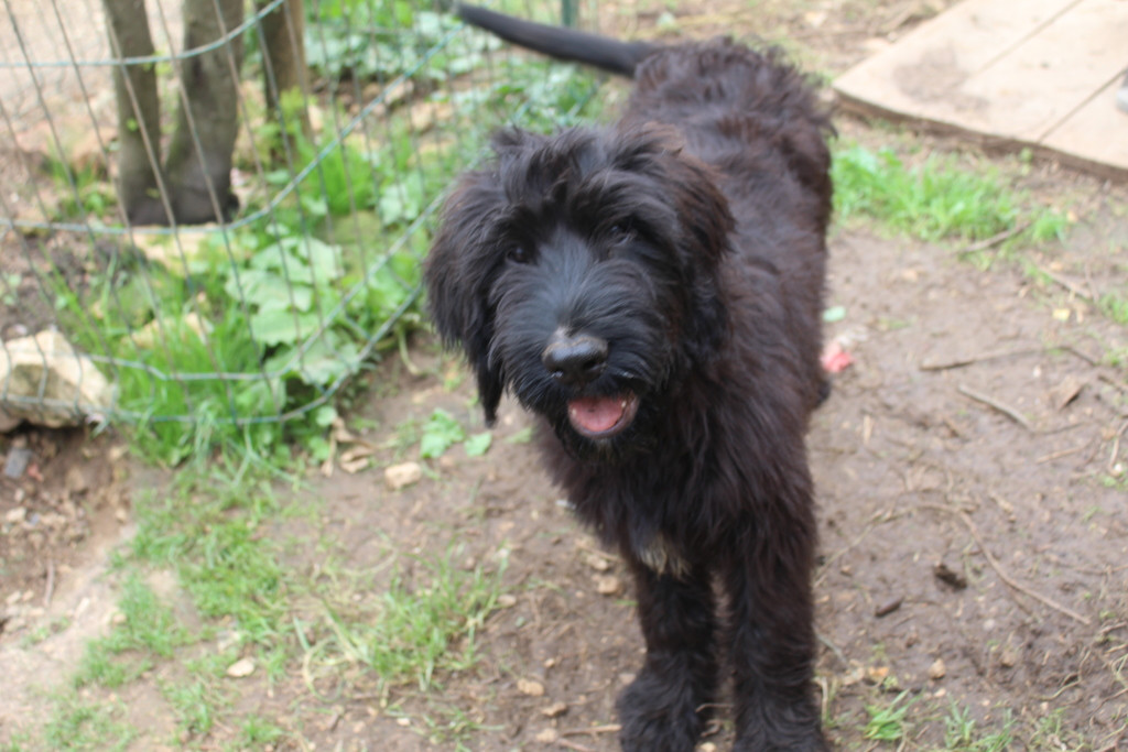 des champs du puy - Chiots disponibles - Berger de Brie