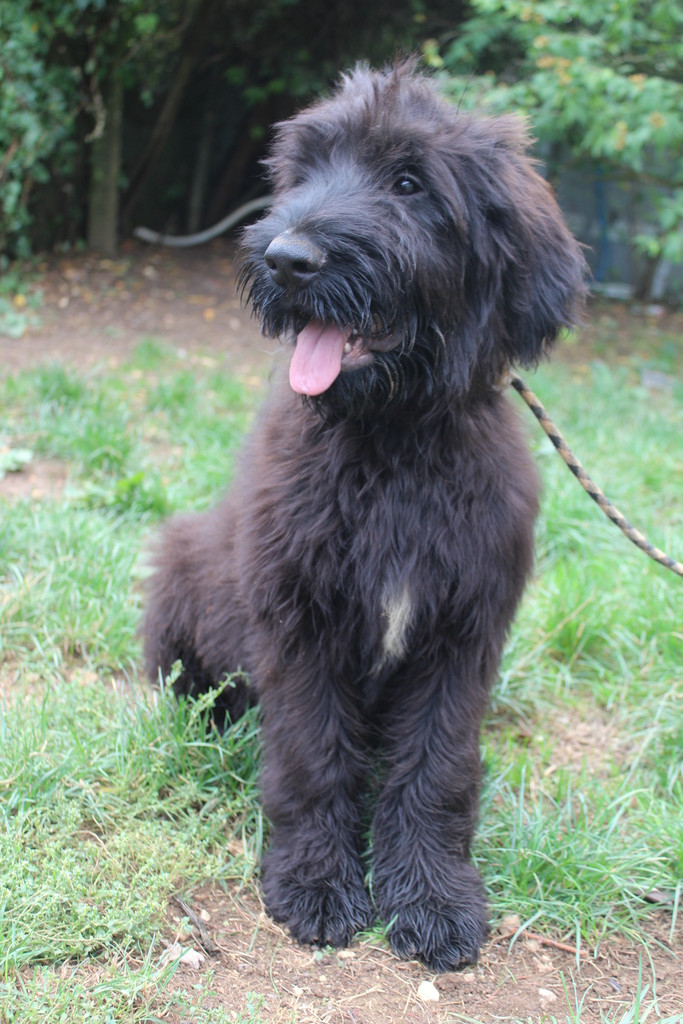 des champs du puy - Chiots disponibles - Berger de Brie