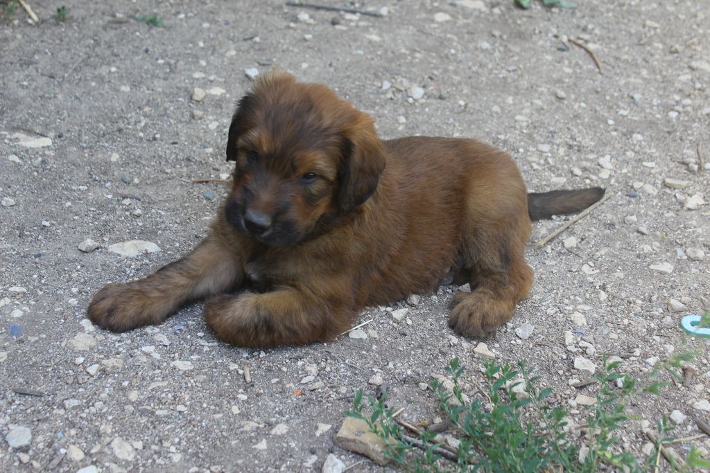 des champs du puy - Chiots disponibles - Berger de Brie