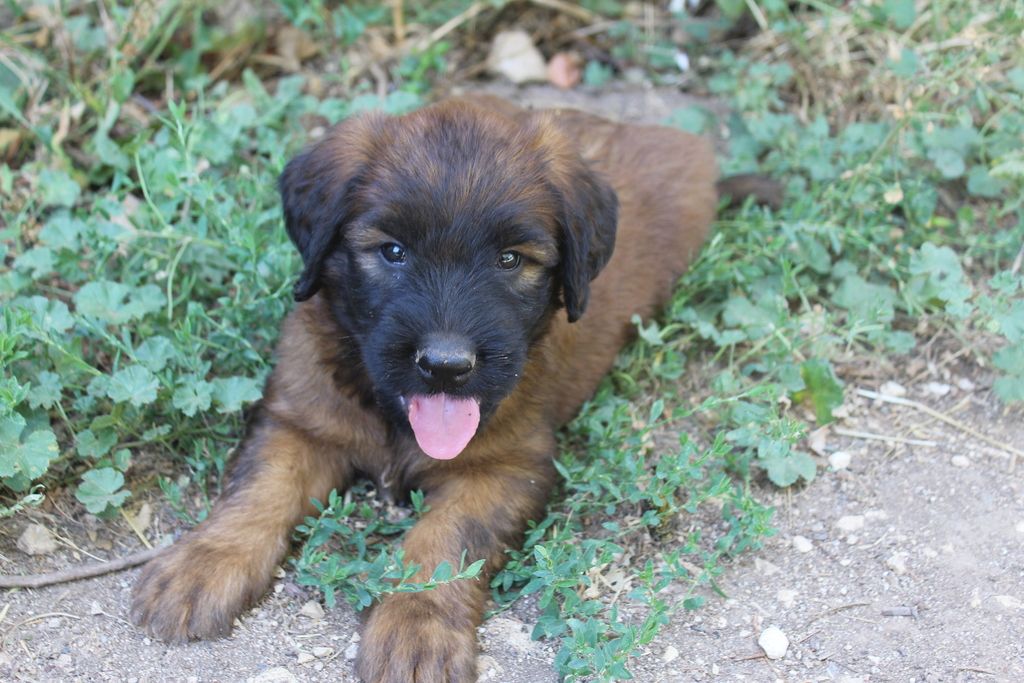 des champs du puy - Chiots disponibles - Berger de Brie