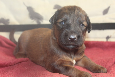 Chiot N°1