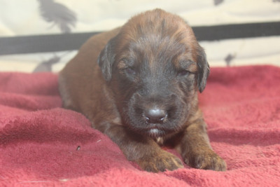 Chiot N°2