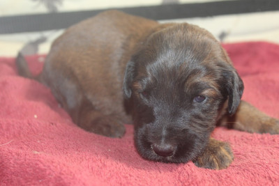 Chiot N°4