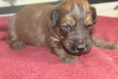 Chiot N°5