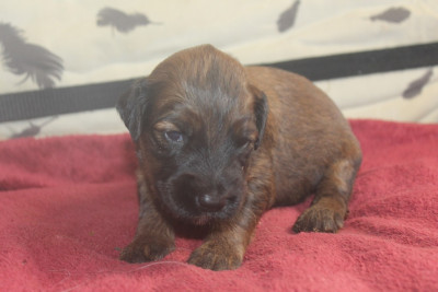 Chiot N°8