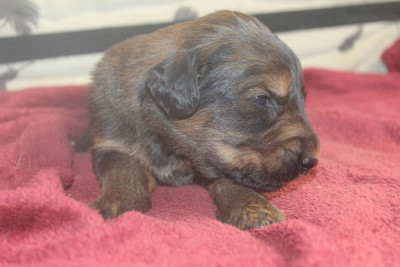 Chiot N°10