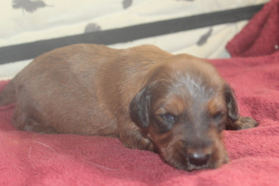 Chiot N°11