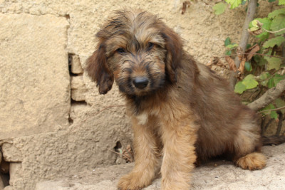 Chiot N°6