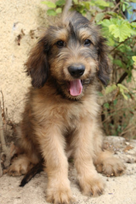 Chiot N°10