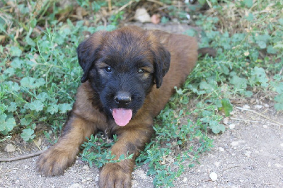 CHIOT 3