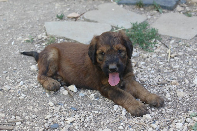 CHIOT 7