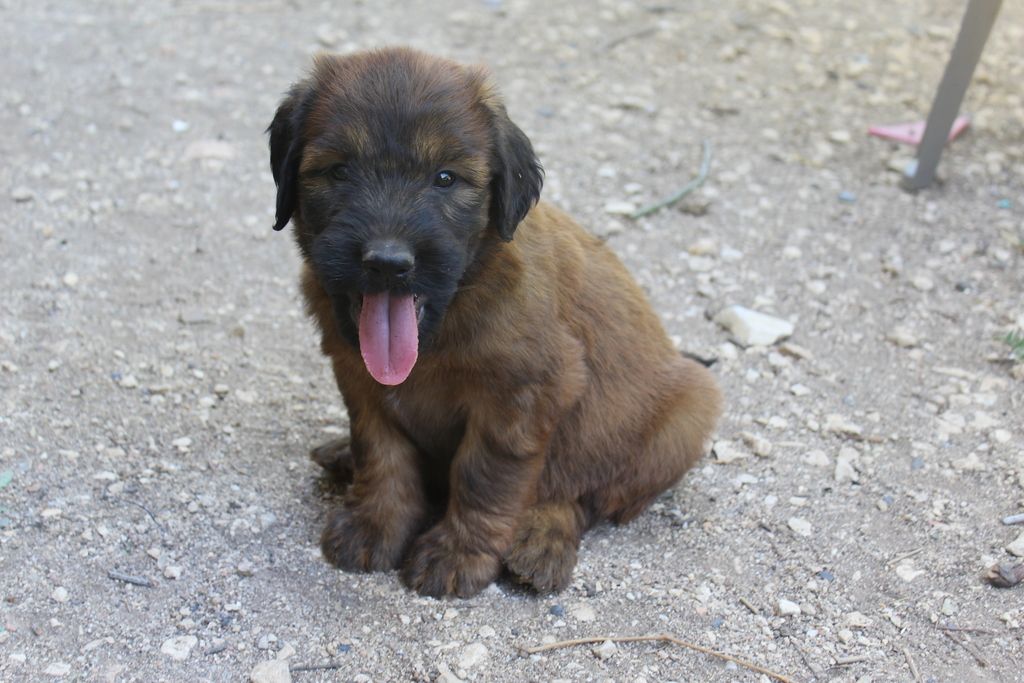 des champs du puy - Chiots disponibles - Berger de Brie